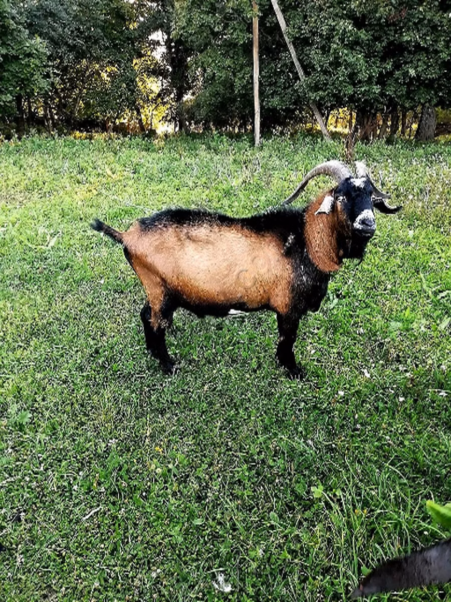 Чехиянын күрөң эчкиси