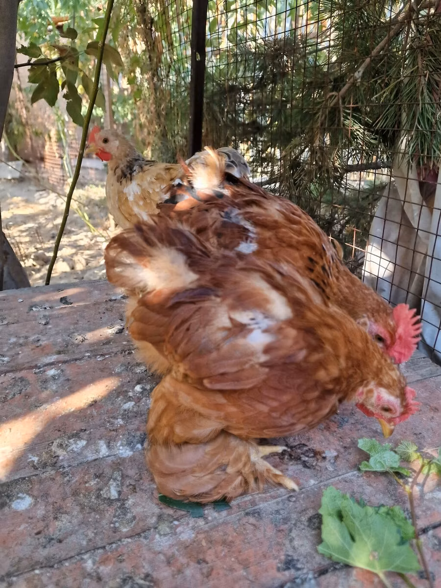 Кохинхин карликовый