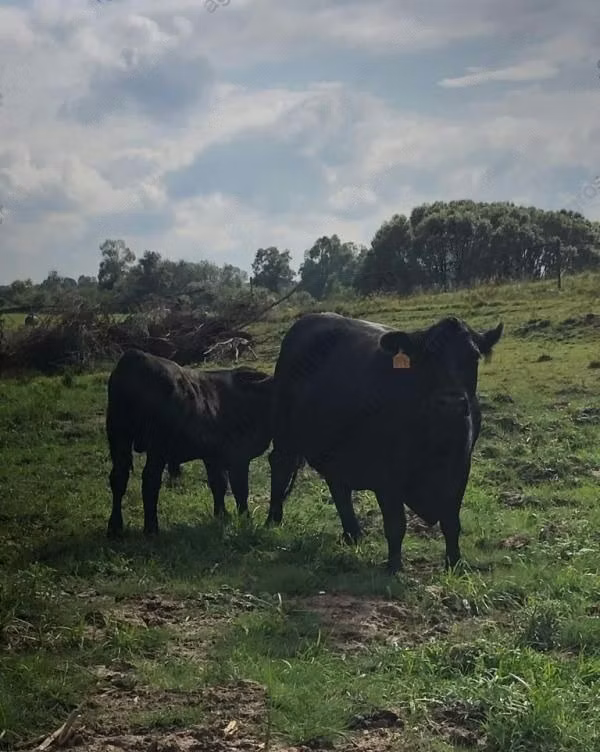 Swiss cattle