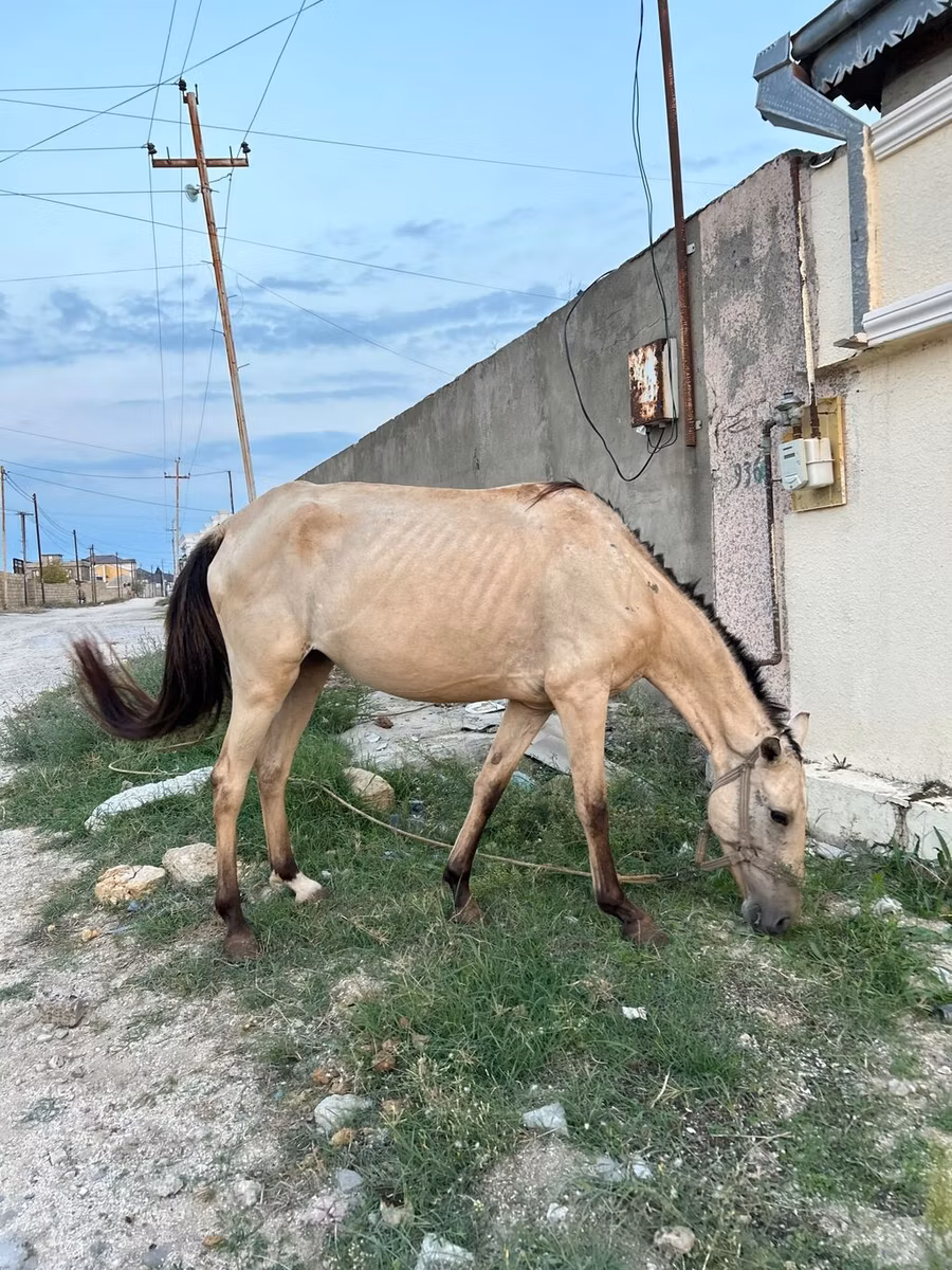 Azerbaijan horse