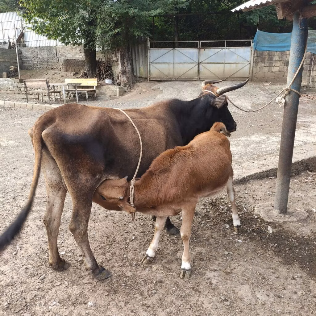 Wilder Yak
