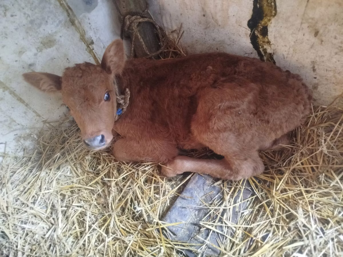 Limousin cow