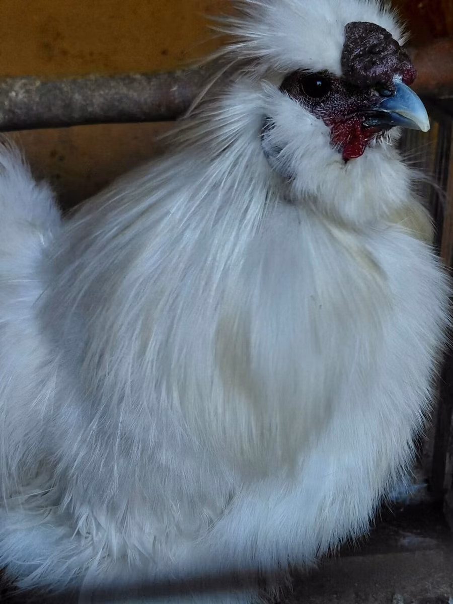 Силки