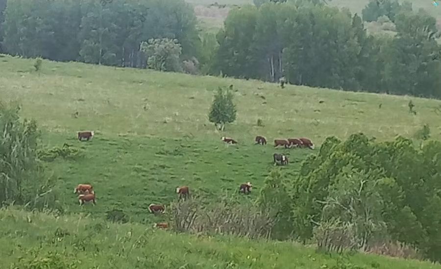 Hereford