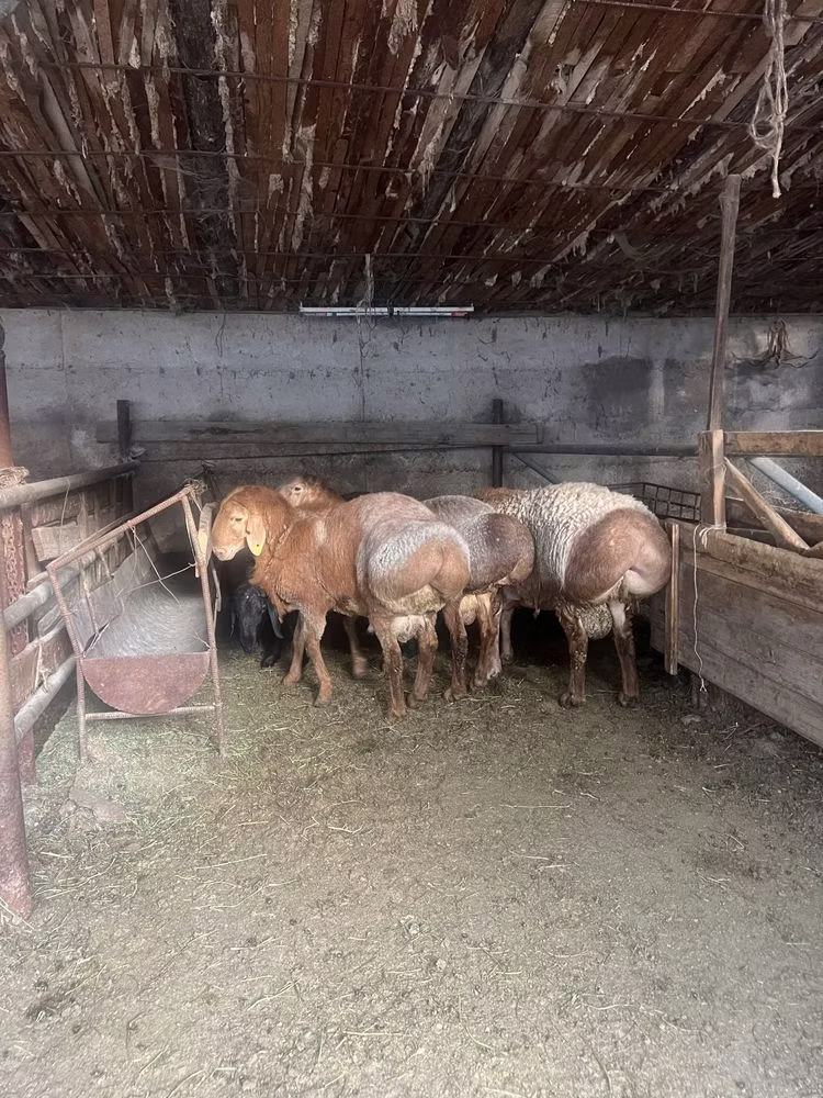 Arashan sheep