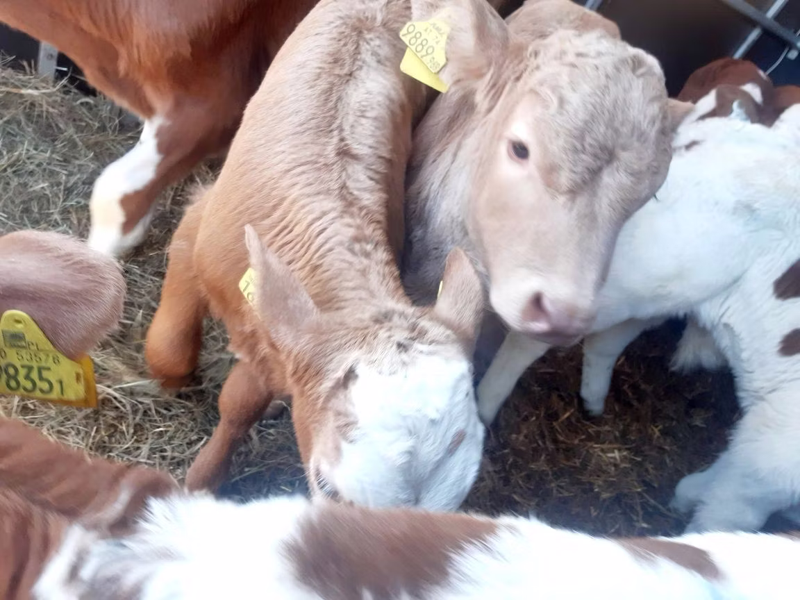 Limousin cow