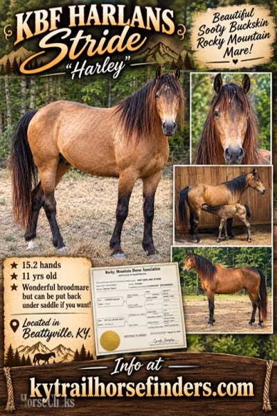 Black Sea breed