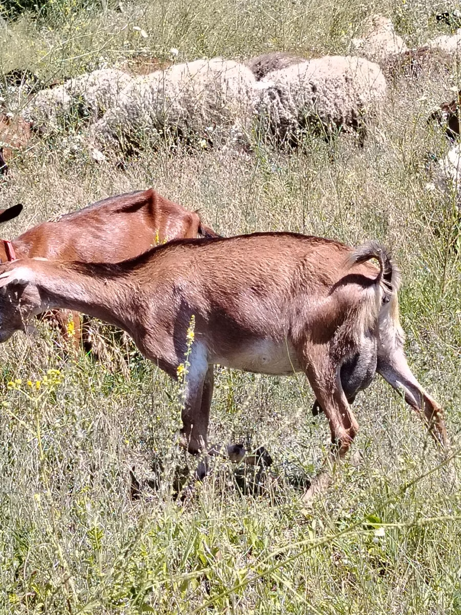 Nubian Goat