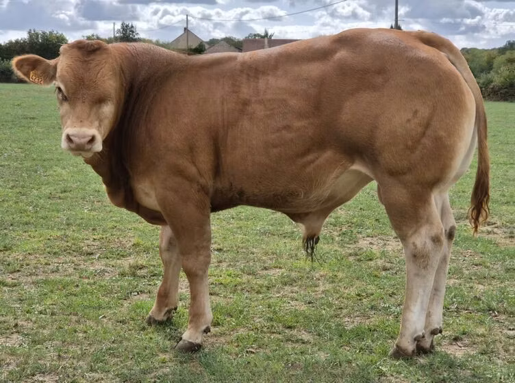Limousin-Kuh