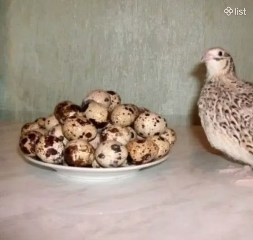 إستوني