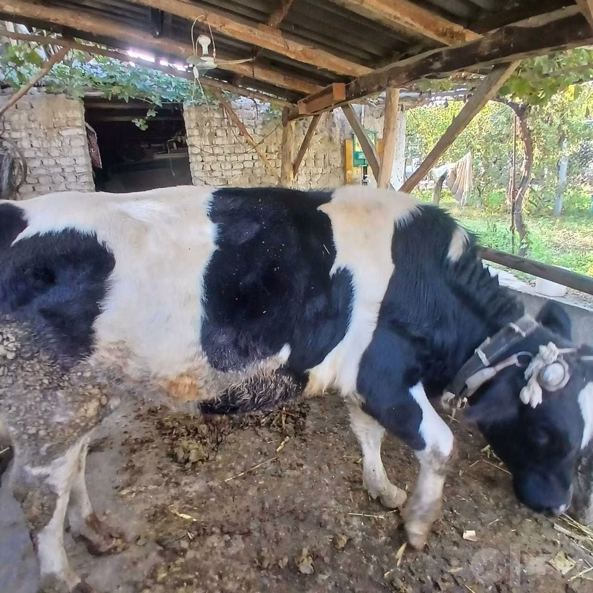 Russian Black pied cattle