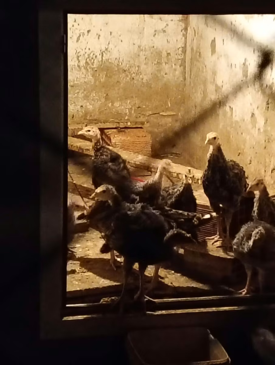 Բրոնզե
