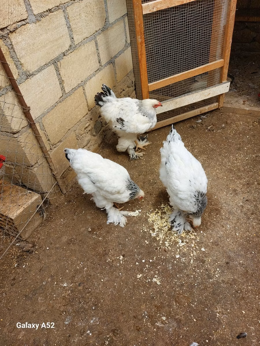 Brahma