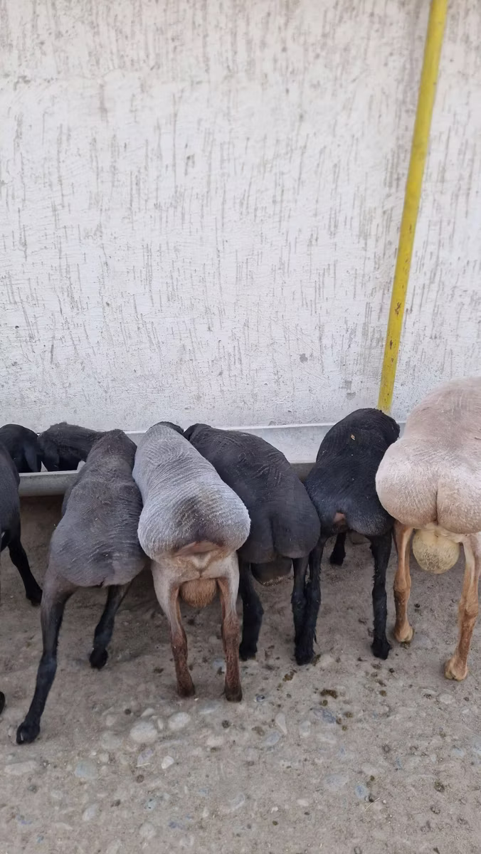 Arashan sheep