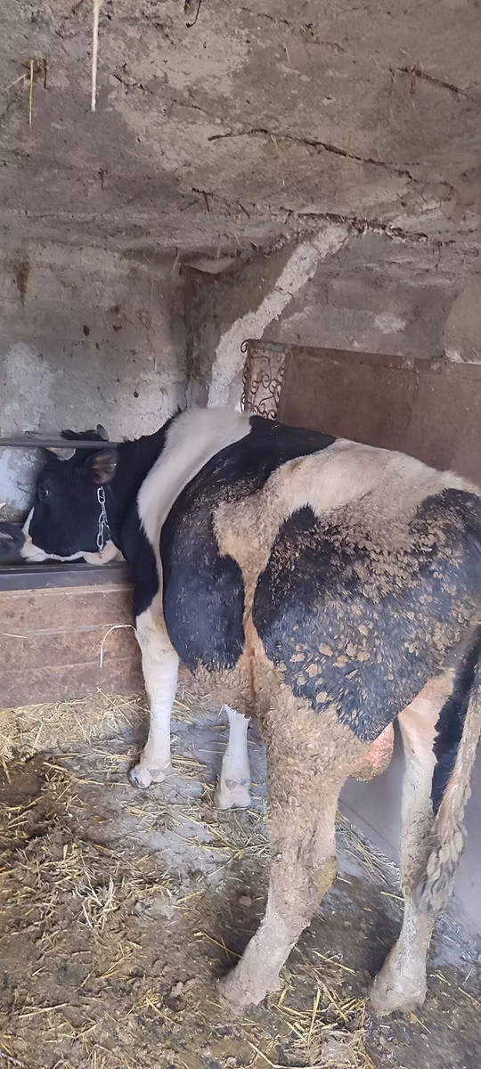 Holstein breed