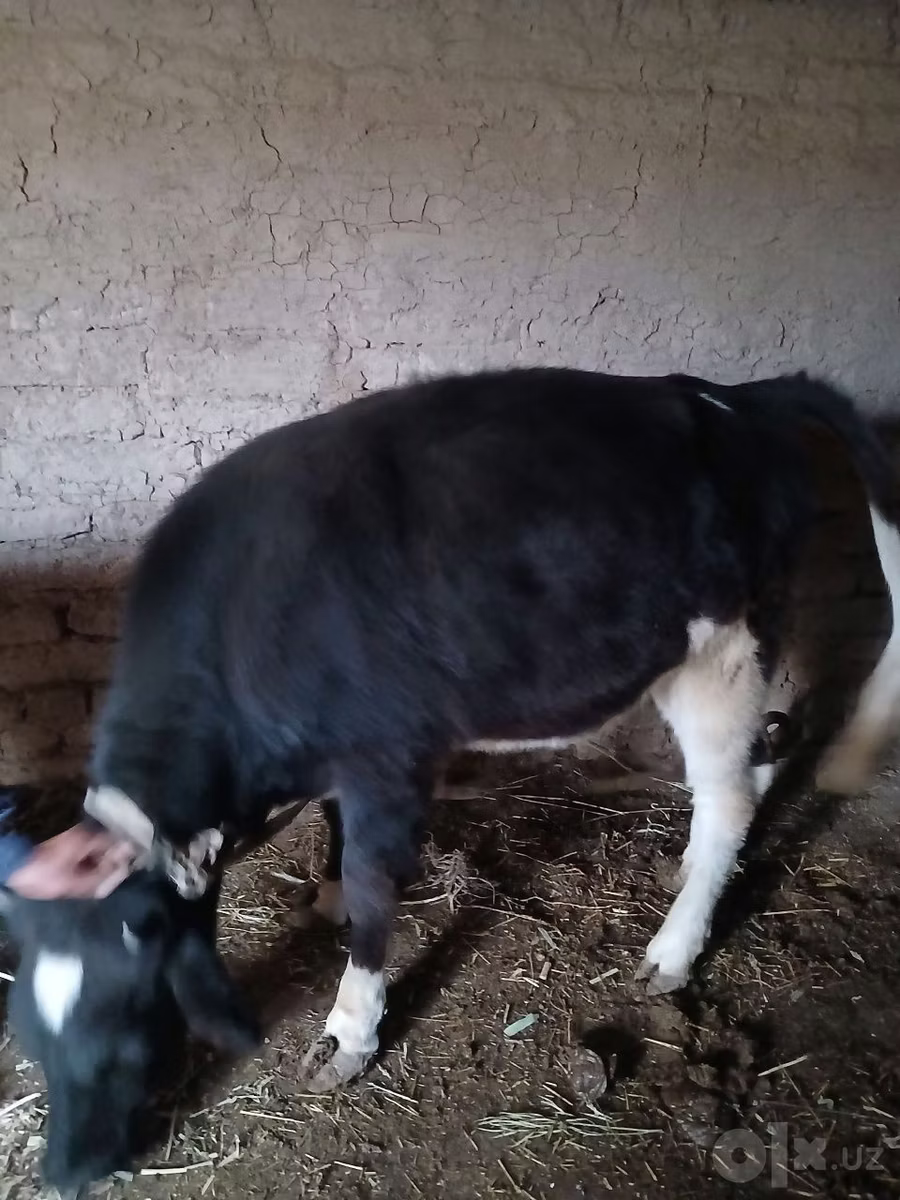 Russian Black pied cattle