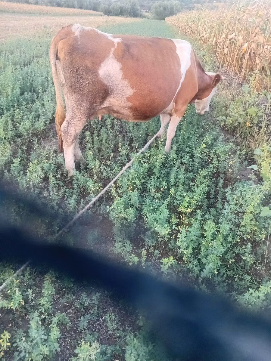 Կաստա կով