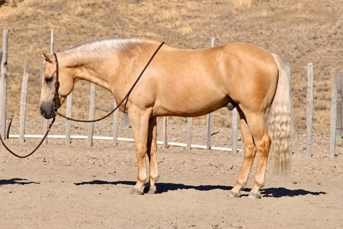 Quarter Horse