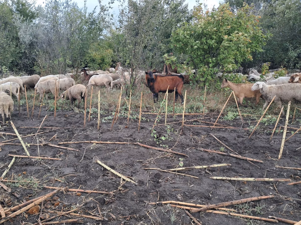 Tsigai sheep