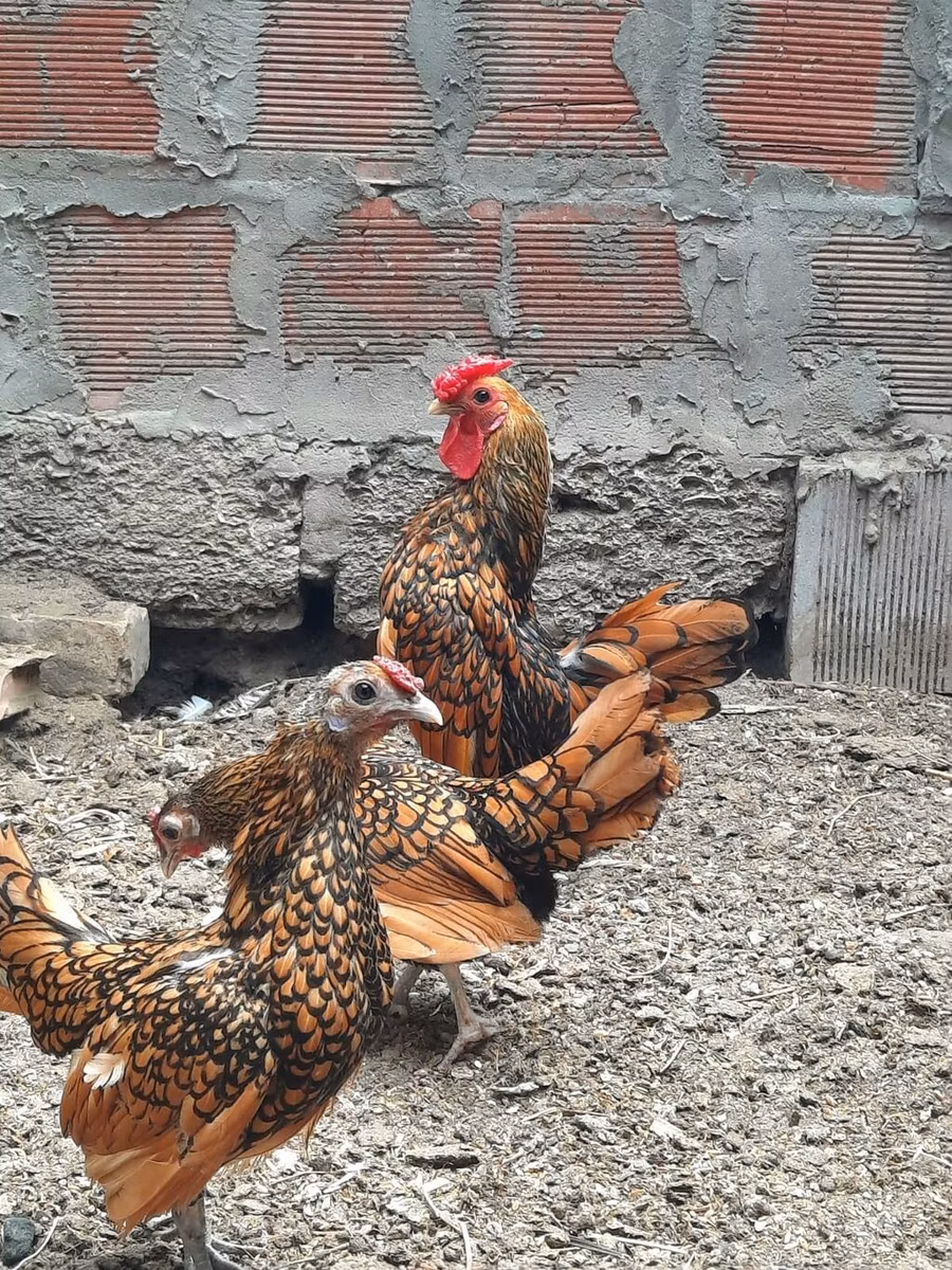 Сибрайт