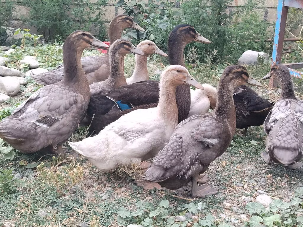 Ռուան