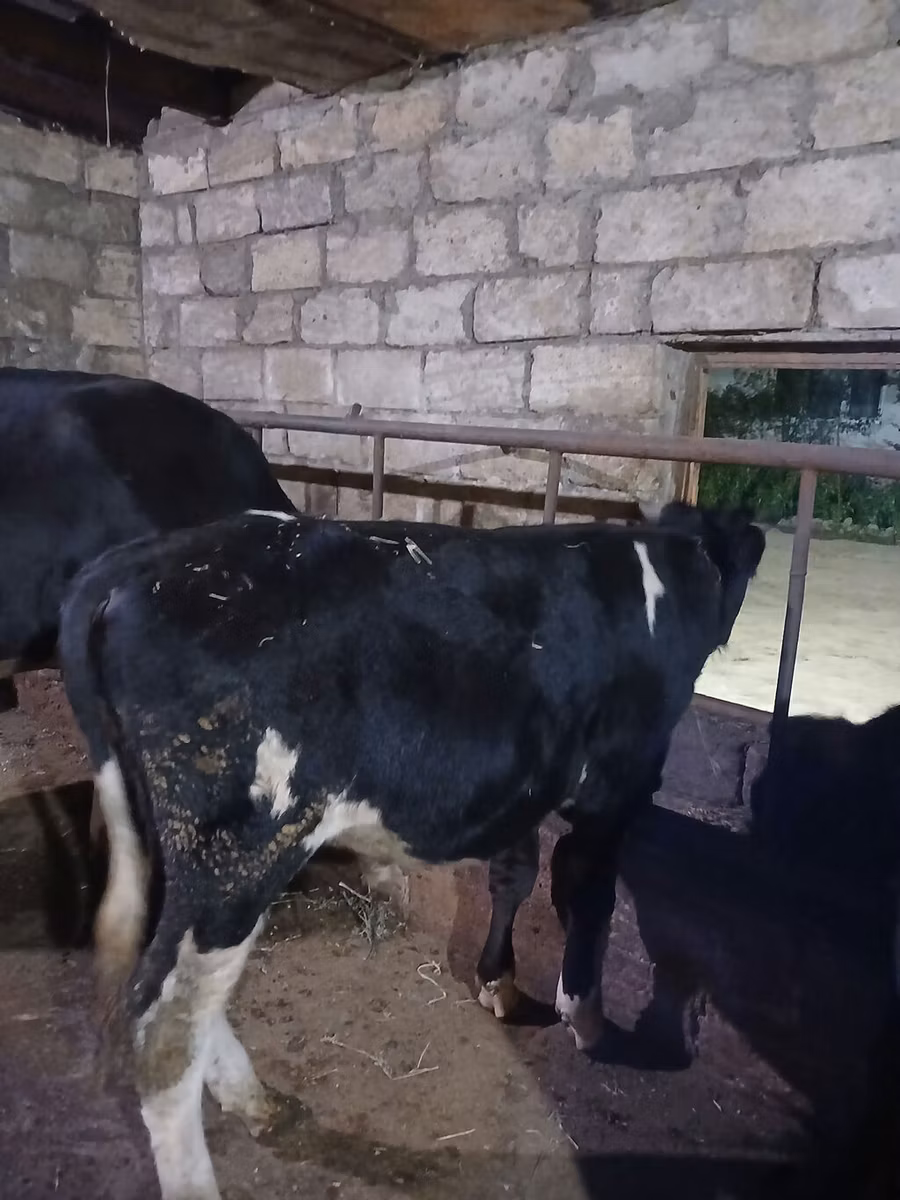 Russian Black pied cattle