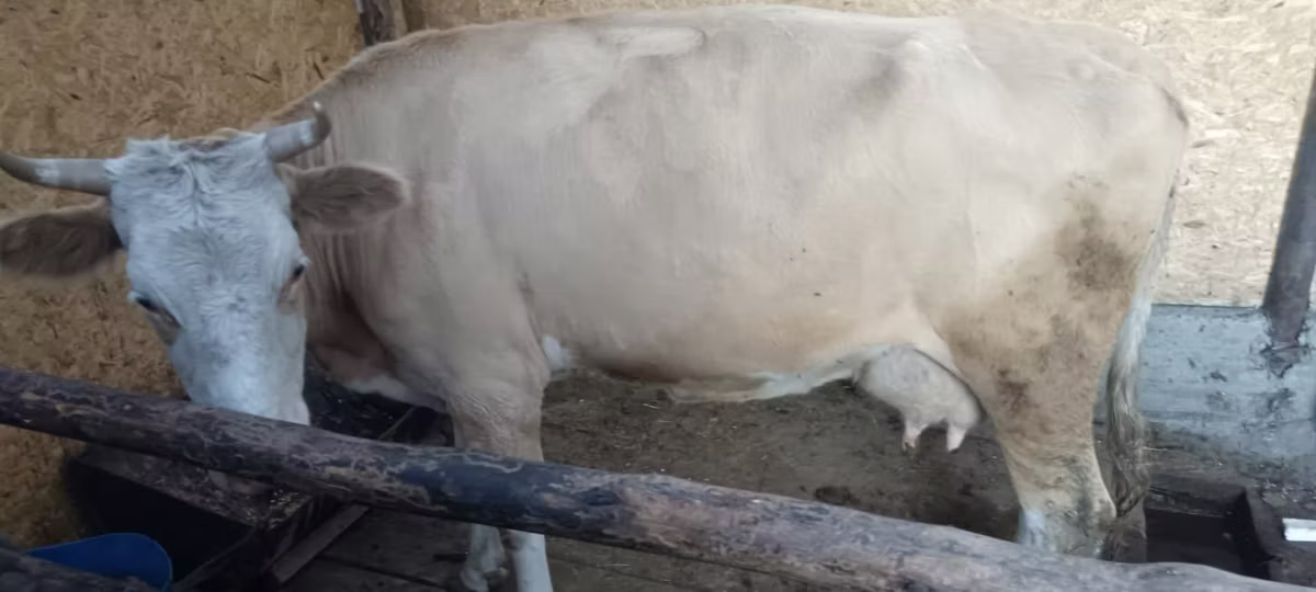 Latvian Blue cattle