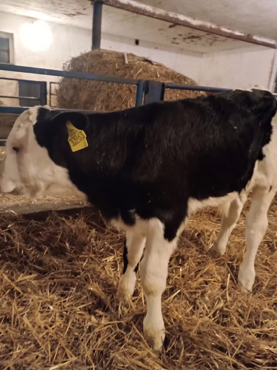 Simmental cattle