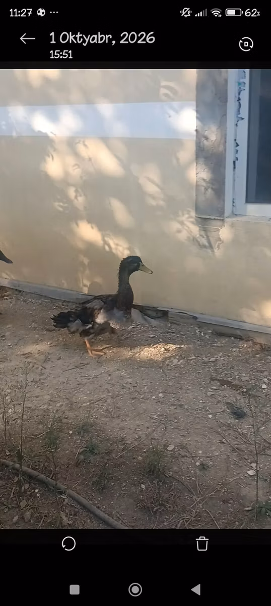 Ռուան