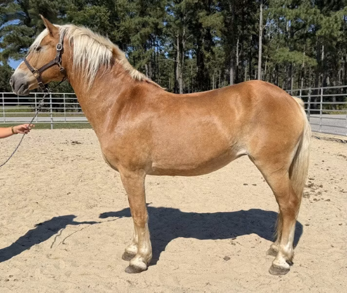 Haflinger
