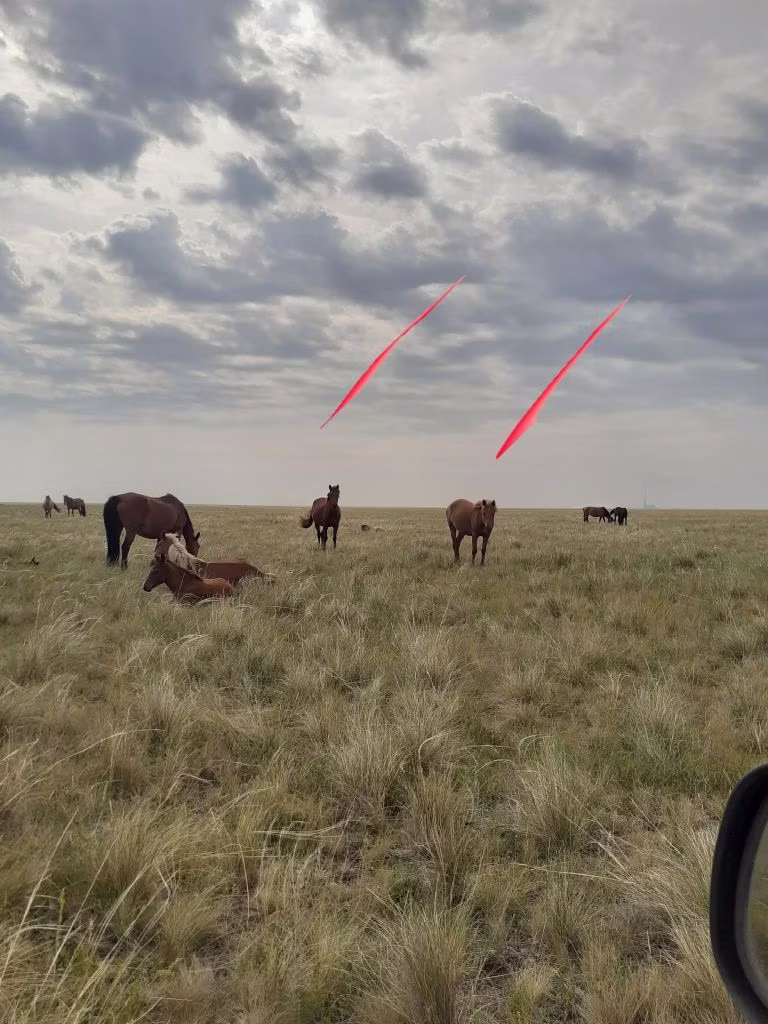 Horse breed