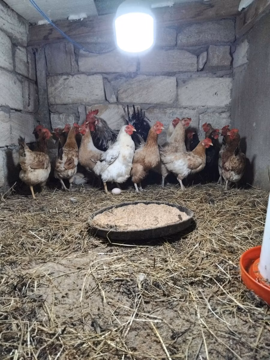 Մալինես