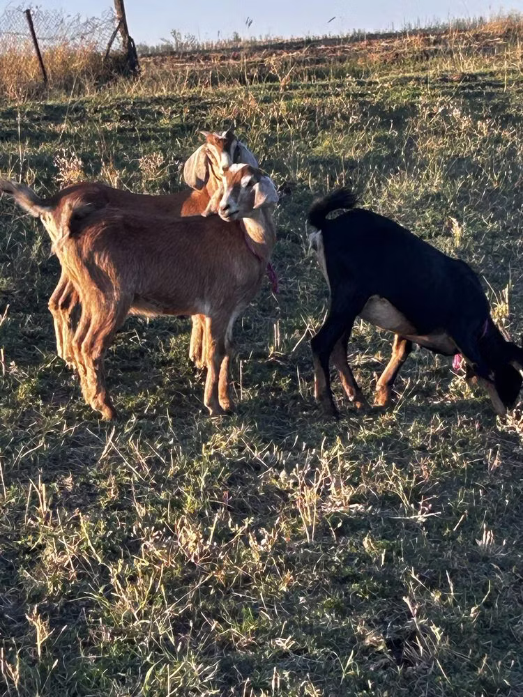 Nubian Goat