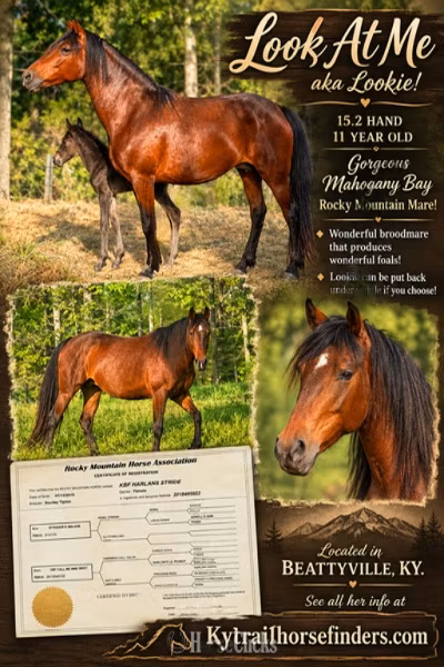 Rocky Mountain Horse