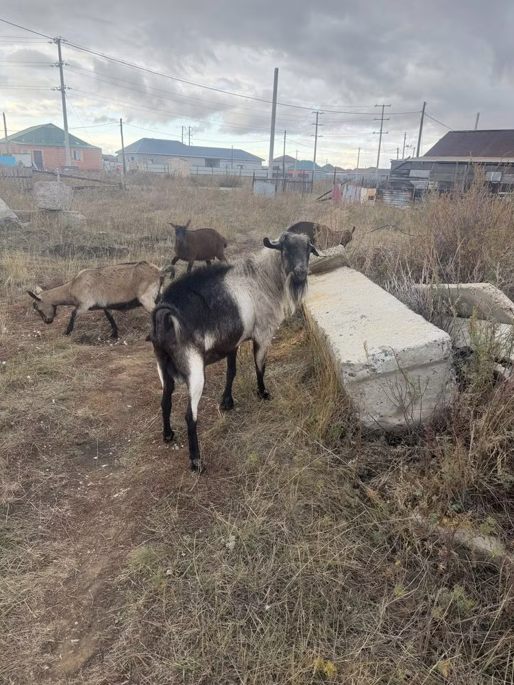 Alpine goat