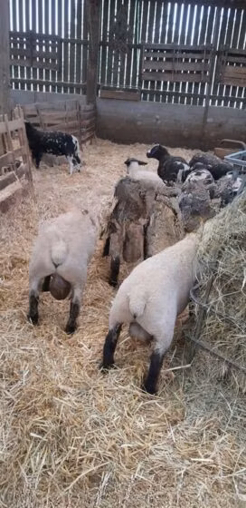 White Suffolk sheep