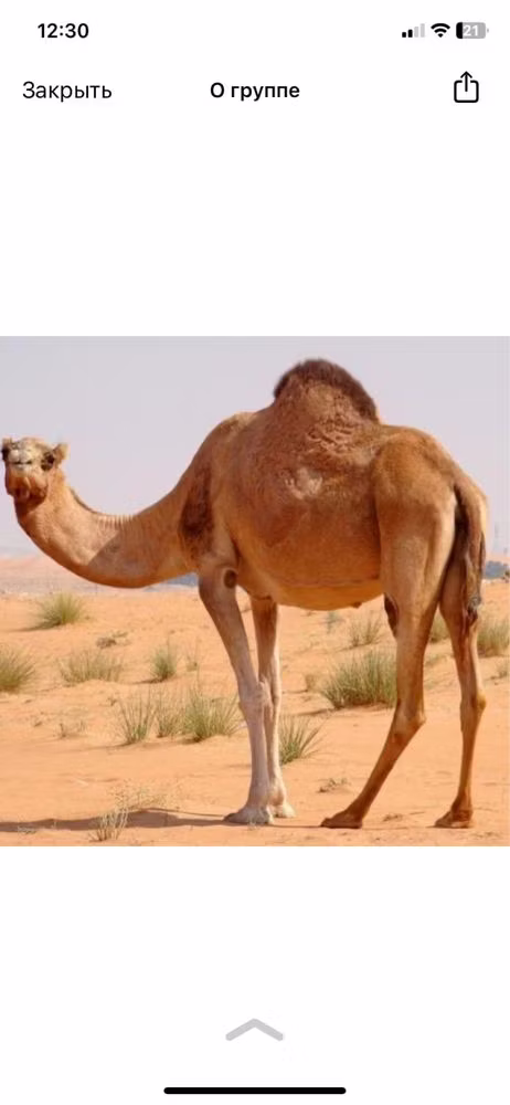 Kazakh Bactrian camel
