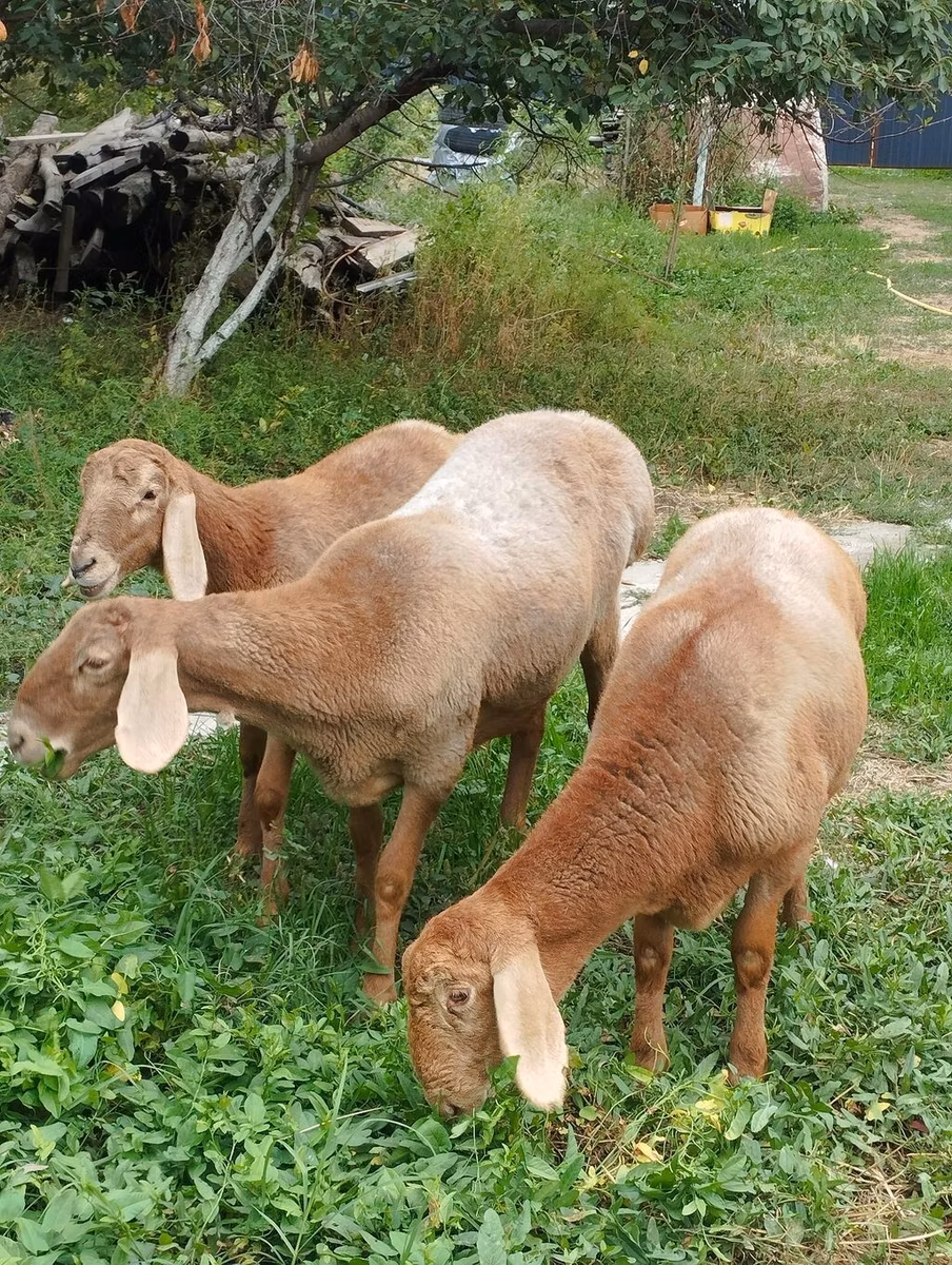 Arashan sheep