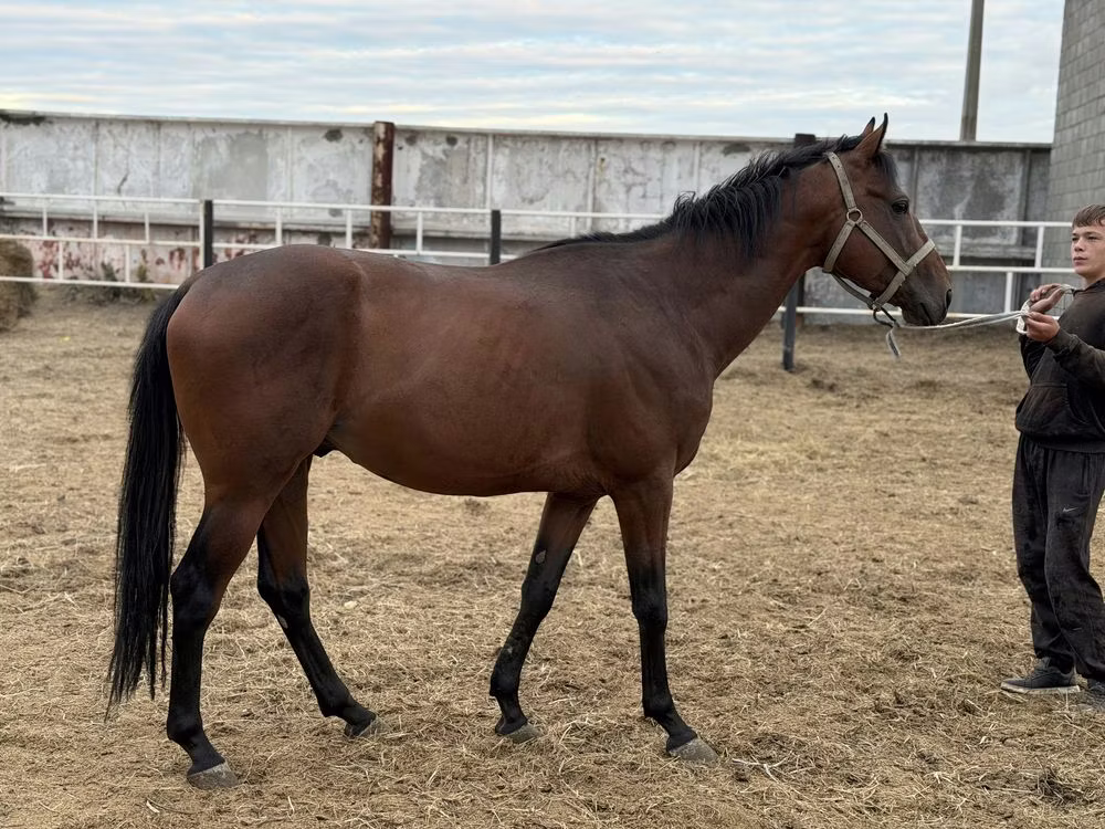 Thoroughbred horse