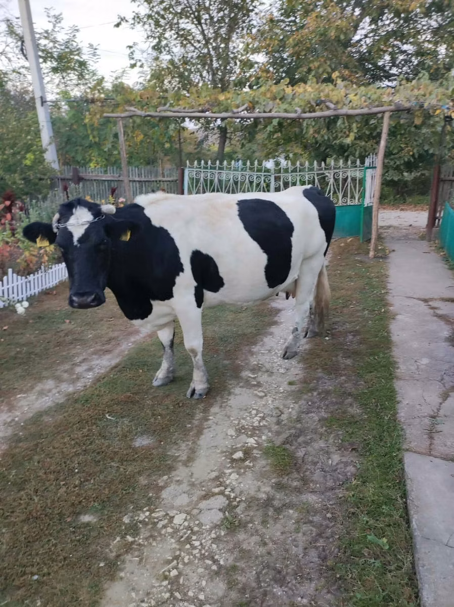 Russian Black pied cattle