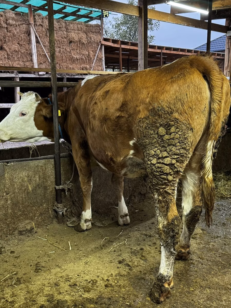 Swiss cattle