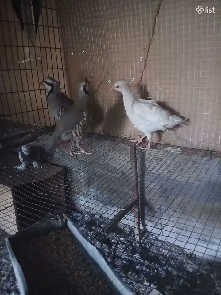 白色