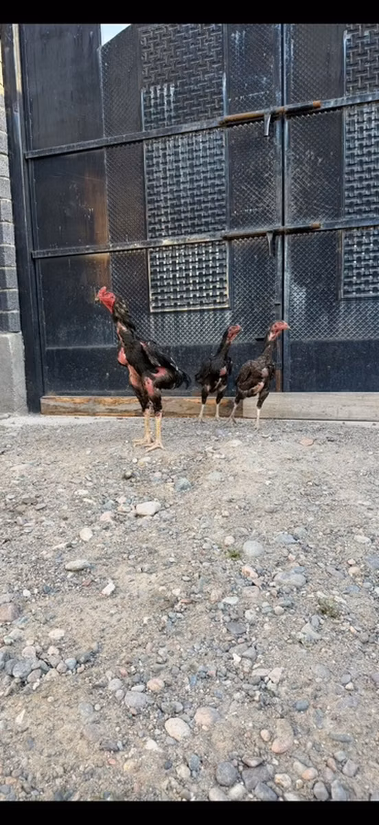 Ayam Cemani
