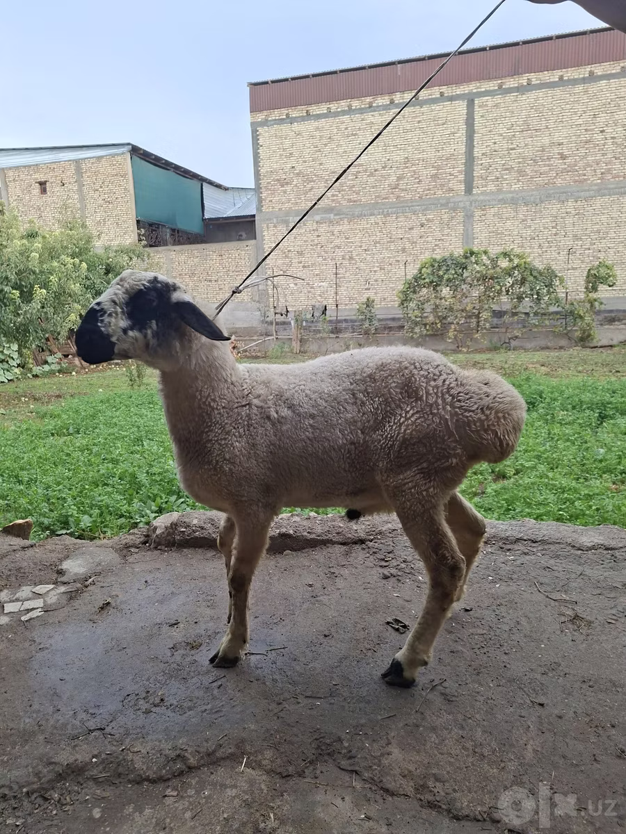 Blackheaded Persian sheep