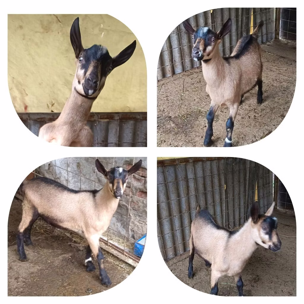 Alpine goat