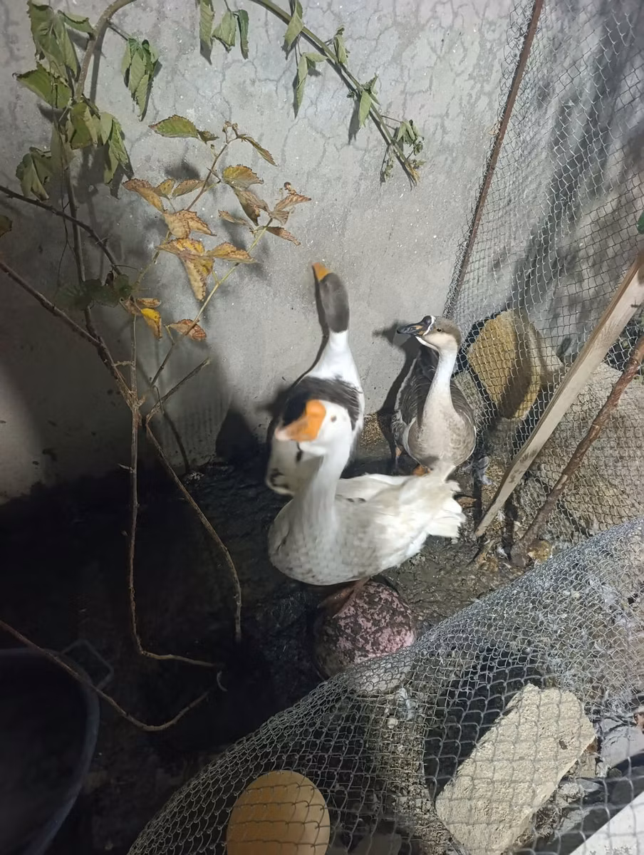 Չինական
