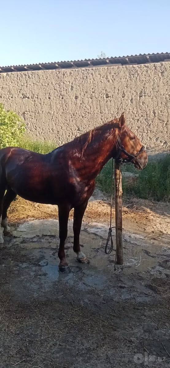 Карабахская