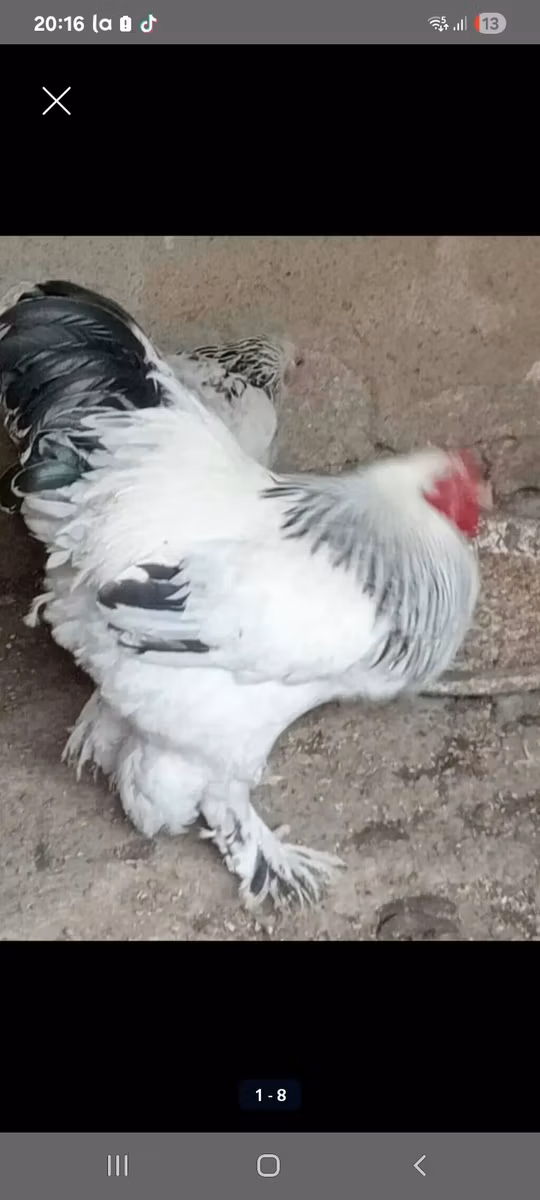 Brahma