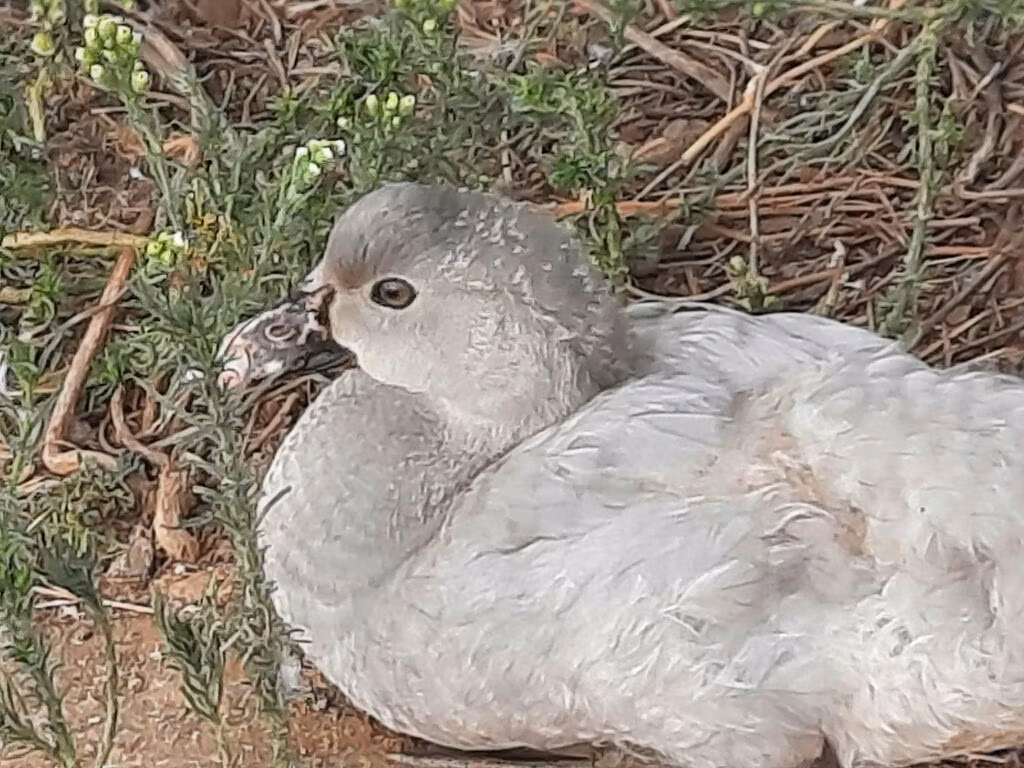 Lavanda