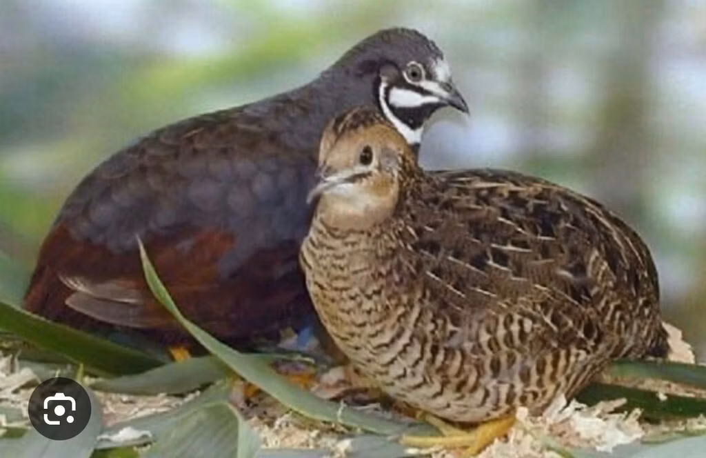 Codorna Rei